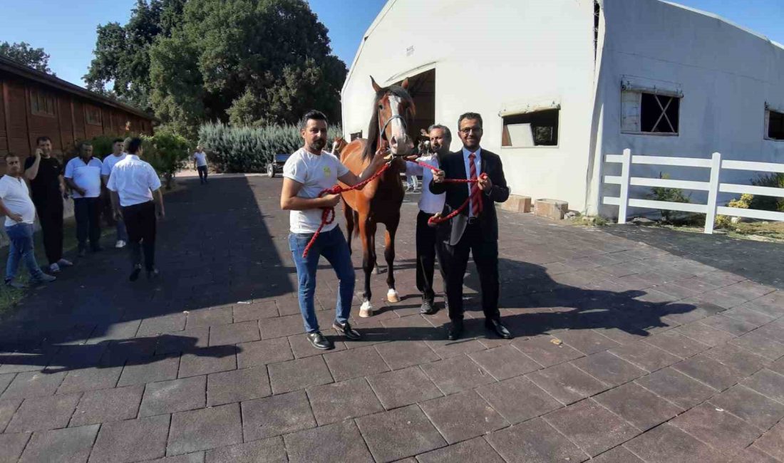 KARACABEY HARASI'NDA 64 TAYIN SATIŞINDAN 26 MİLYON 640 BİN LİRA