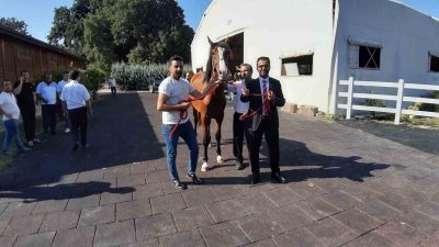 KARACABEY HARASI'NDA 64 TAYIN SATIŞINDAN 26 MİLYON 640 BİN LİRA