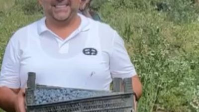 Yerli Bluberry üreticileri, son yıllarda artan ithalatın, yerli üretimi ve