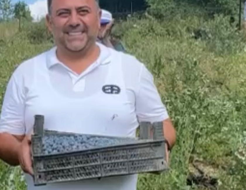 Yerli Bluberry üreticileri, son yıllarda artan ithalatın, yerli üretimi ve
