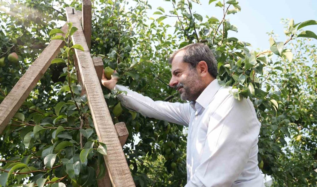 Gürsu’ya bağlı iğdir köyü’nde armut bahçelerinde tarım ilacı kullanımının azaltılması