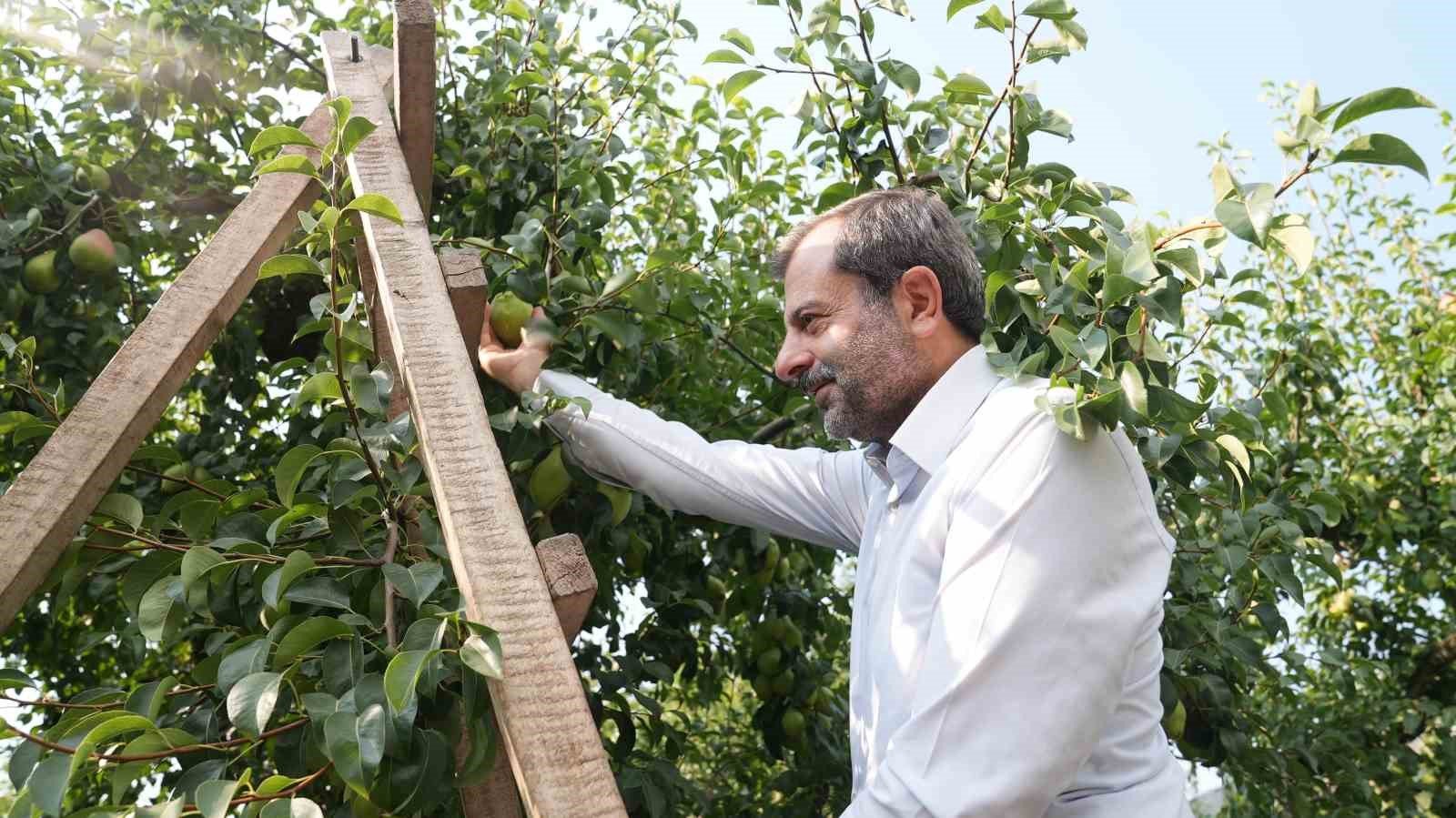 gursu armudunu faydali bocekler koruyor 5d0fbe2