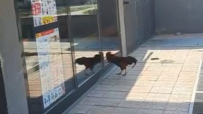 BURSA'NIN KARACABEY İLÇESİNDE MARKETE GİRMEK İSTEYEN HOROZ, İÇERİ ALINMAYINCA CAMLARI