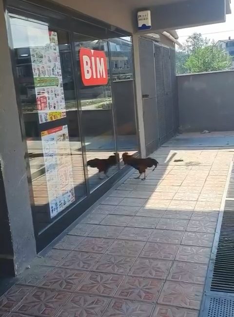 BURSA'NIN KARACABEY İLÇESİNDE MARKETE GİRMEK İSTEYEN HOROZ, İÇERİ ALINMAYINCA CAMLARI