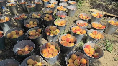 Bursa'nin tesci̇lli̇ ürünü olan glohaven ci̇nsi̇ şeftali̇ni̇n hasadi i̇negöl'de başladi.