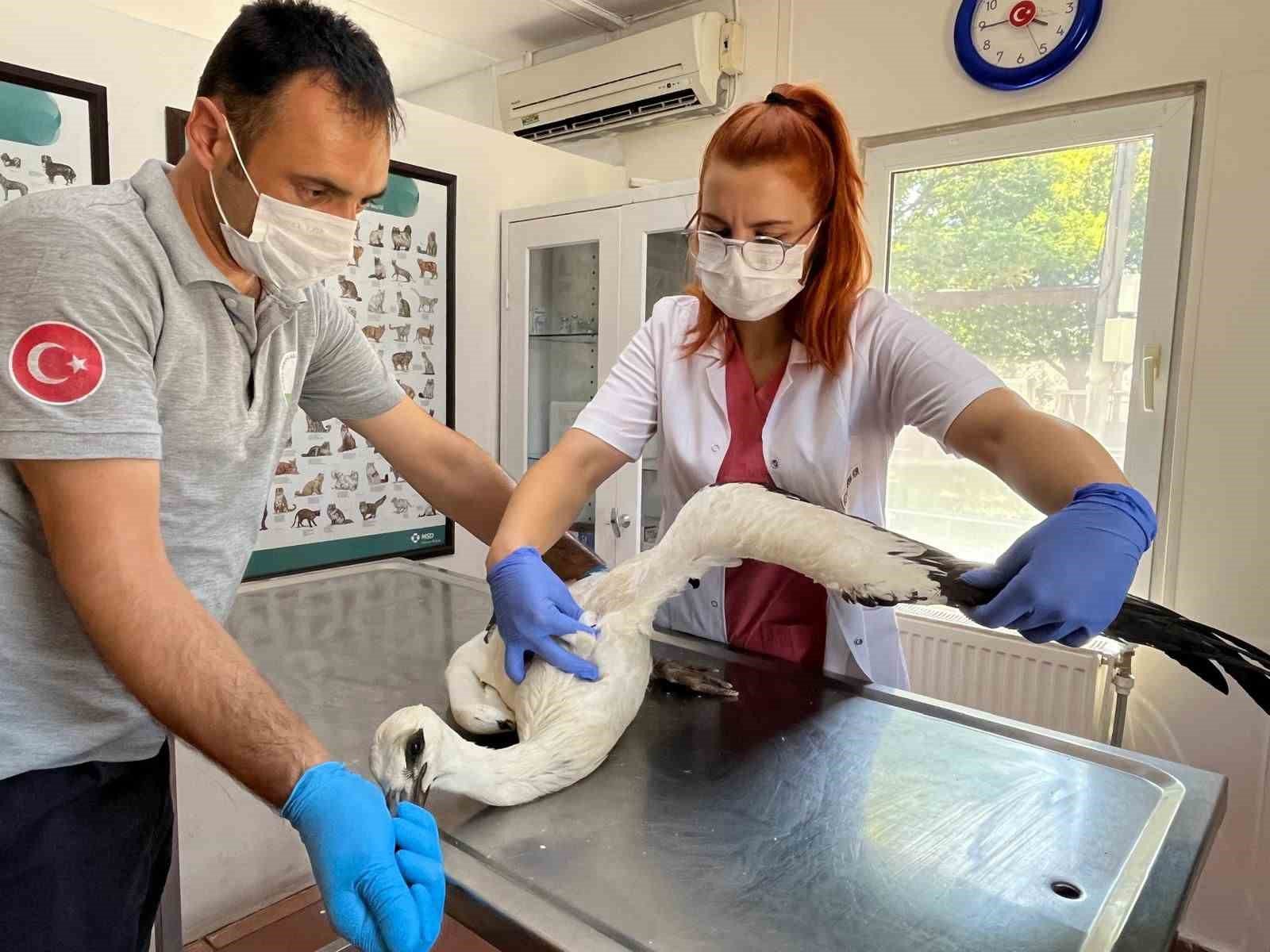 yarali leylek osmangazide sifa buldu 2f10e08