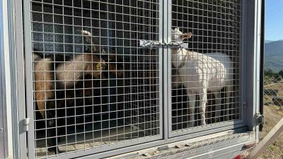 BURSA'NIN İNEGÖL DE SULAMA GÖLETİNE DÜŞEN 6 KÜÇÜKBAŞ HAYVAN VE