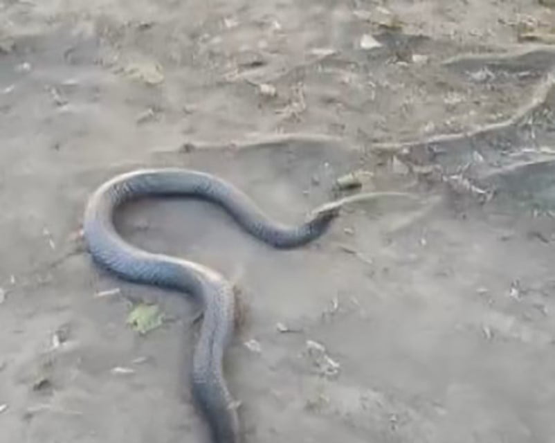 Yılan yılanı yuttu kameralara yansıdı (Video Haber) 1 AW260282 02