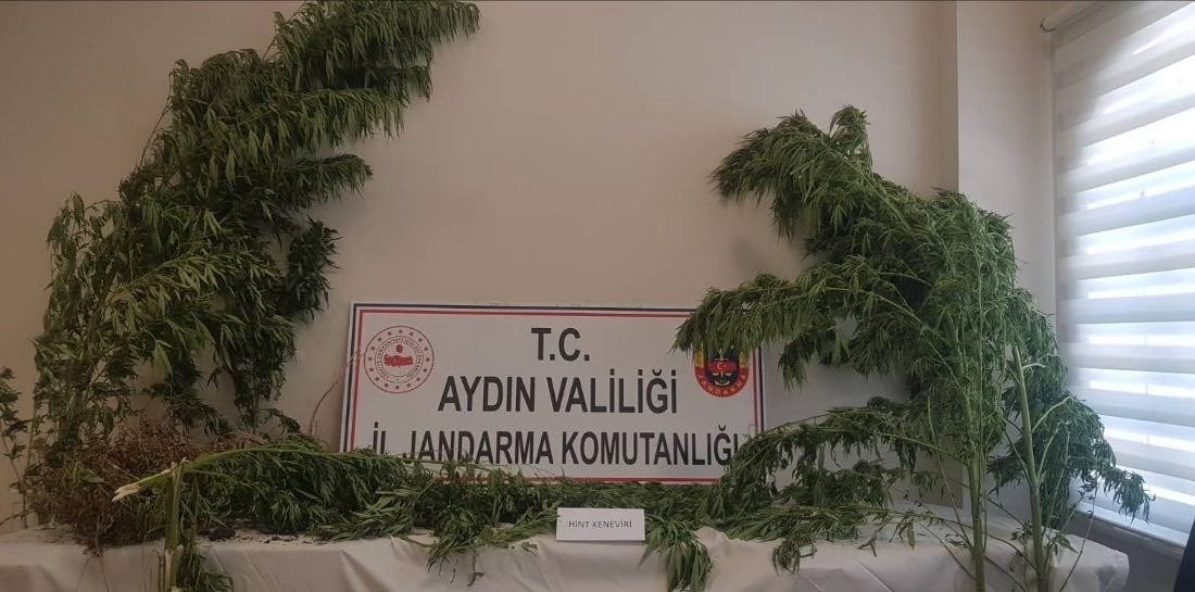 AYDIN’DA 44 KÖK KENEVİR ELE GEÇİRİLDİ