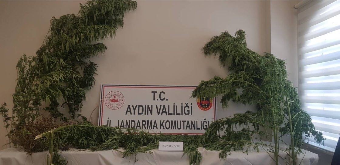 aydinda 44 kok kenevir ele gecirildi 692c3bf