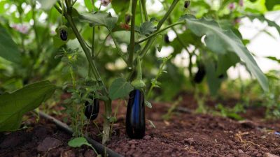 GEMLİK BELEDİYESİ'NİN SERALARINDA ÖZENLE YETİŞTİRİLEN ÜRÜNLER, HER PAZARTESİ VE PERŞEMBE