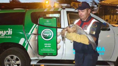 YOZGAT'TA JANDARMANIN BULDUĞU YARALI ŞAHİN TEDAVİYE ALINDI