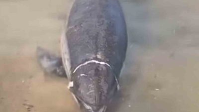 ÖLÜ YUNUS KARAYA VURDU