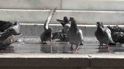 BURSA'DA GÜVERCİNLERİN BANYO KEYFİNİ GÖRENLERİN İÇİ SERİNLEDİ.