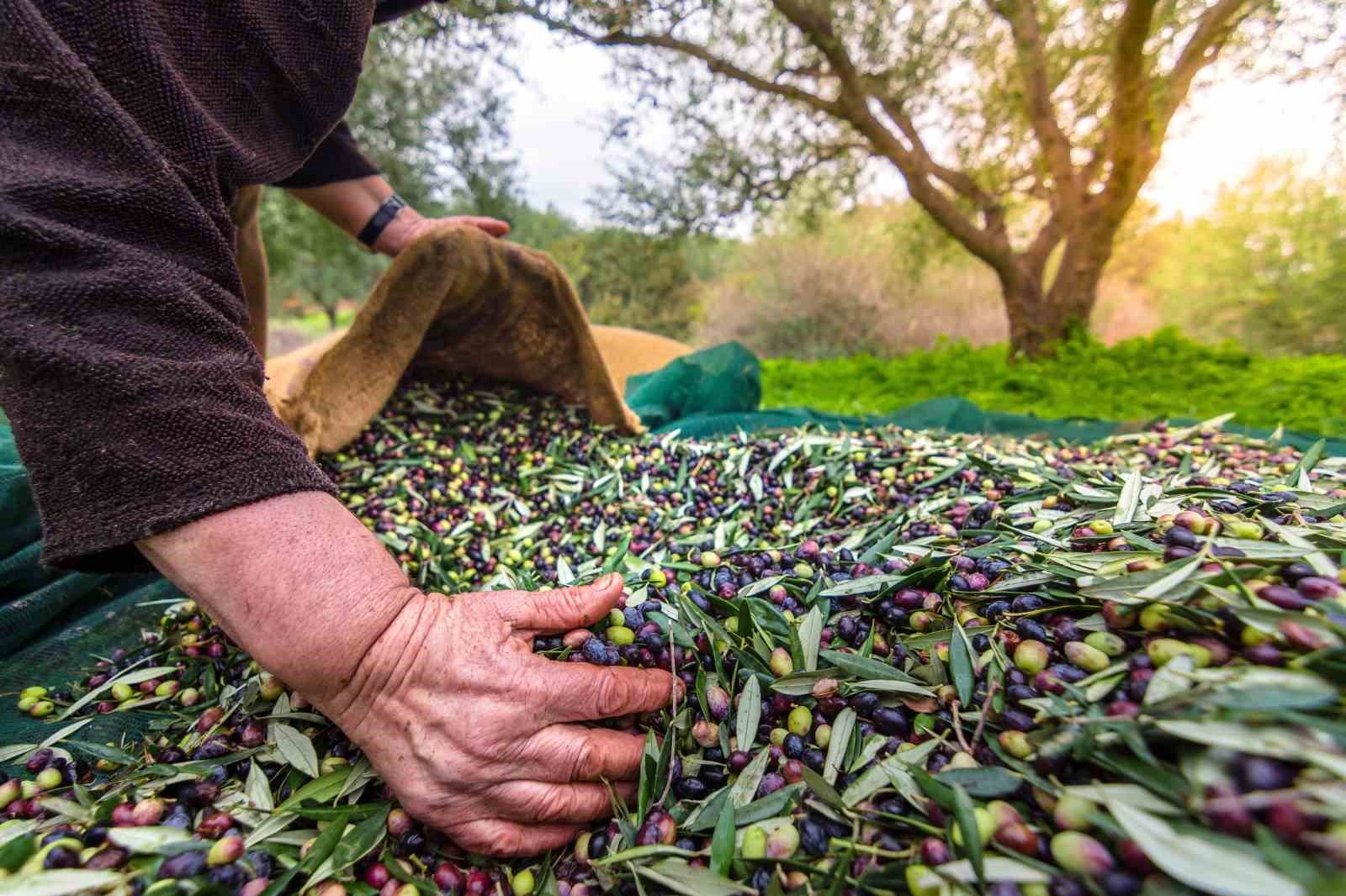 sofralik zeytin ihracati 200 milyon dolara kosuyor 0968094