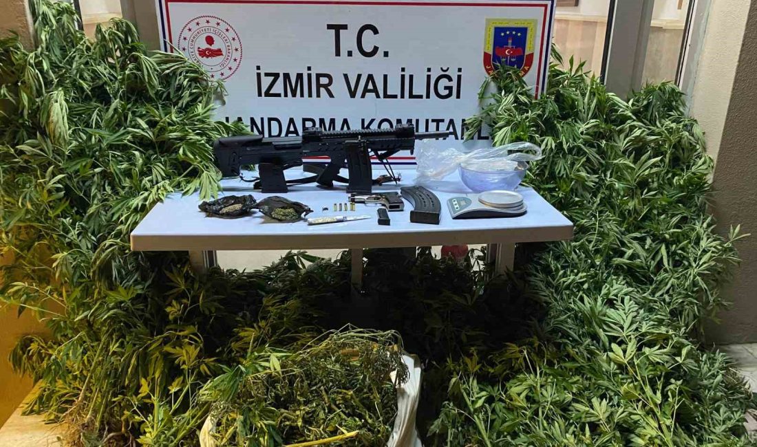 İZMİR'İN BEYDAĞ İLÇESİNDE ZEYTİNLİK ALANDA UYUŞTURUCU YAPIMI İÇİN KENEVİR BİTKİSİ