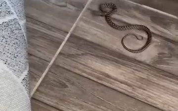 ELAZIĞ’DA BİR APARTMANIN 4’ÜNCÜ KATININ BALKONUNDA YILAN GÖRÜLDÜ