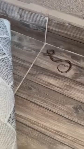 ELAZIĞ’DA BİR APARTMANIN 4’ÜNCÜ KATININ BALKONUNDA YILAN GÖRÜLDÜ