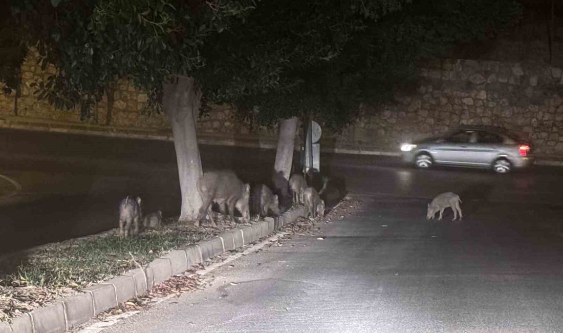 MUĞLA'NIN BODRUM İLÇESİNDE AÇ KALAN DOMUZLAR ŞEHRE İNEREK YEMEK ARADI.