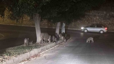 MUĞLA'NIN BODRUM İLÇESİNDE AÇ KALAN DOMUZLAR ŞEHRE İNEREK YEMEK ARADI.