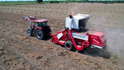 TÜRKİYE'NİN YER FISTIĞI İHTİYACININ YÜZDE 60'ININ KARŞILANDIĞI ADANA'DA HASAT BAŞLADI.