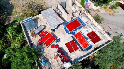 ADANA’DA KIRMIZI BİBER HASADIYLA BİRLİKTE SALÇA SEZONU DA AÇILDI. KIRMIZI