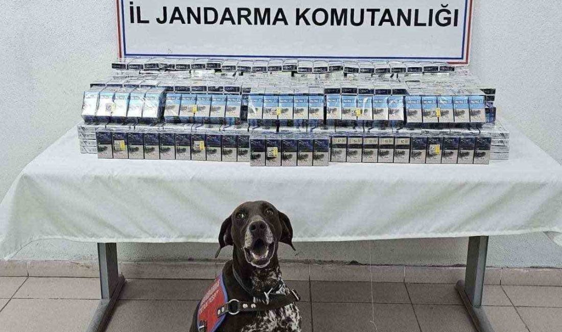 AĞRI'DA BİNLERCE PAKET KAÇAK SİGARA ELE GEÇİRİLDİ