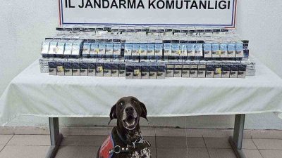 AĞRI'DA BİNLERCE PAKET KAÇAK SİGARA ELE GEÇİRİLDİ