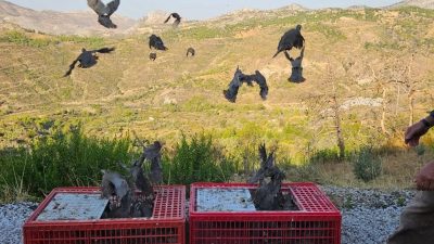 ANTALYA'NIN AKSEKİ VE GÜNDOĞMUŞ İLÇELERİNDE 2021 YILINDA MEYDANA GELEN ORMAN