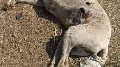 ÇANAKKALE’NİN AYVACIK İLÇESİNDE 2 SOKAK KÖPEĞİ SİLAHLA VURULARAK TELEF EDİLDİ.