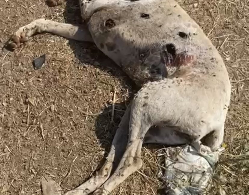 ÇANAKKALE’NİN AYVACIK İLÇESİNDE 2 SOKAK KÖPEĞİ SİLAHLA VURULARAK TELEF EDİLDİ.
