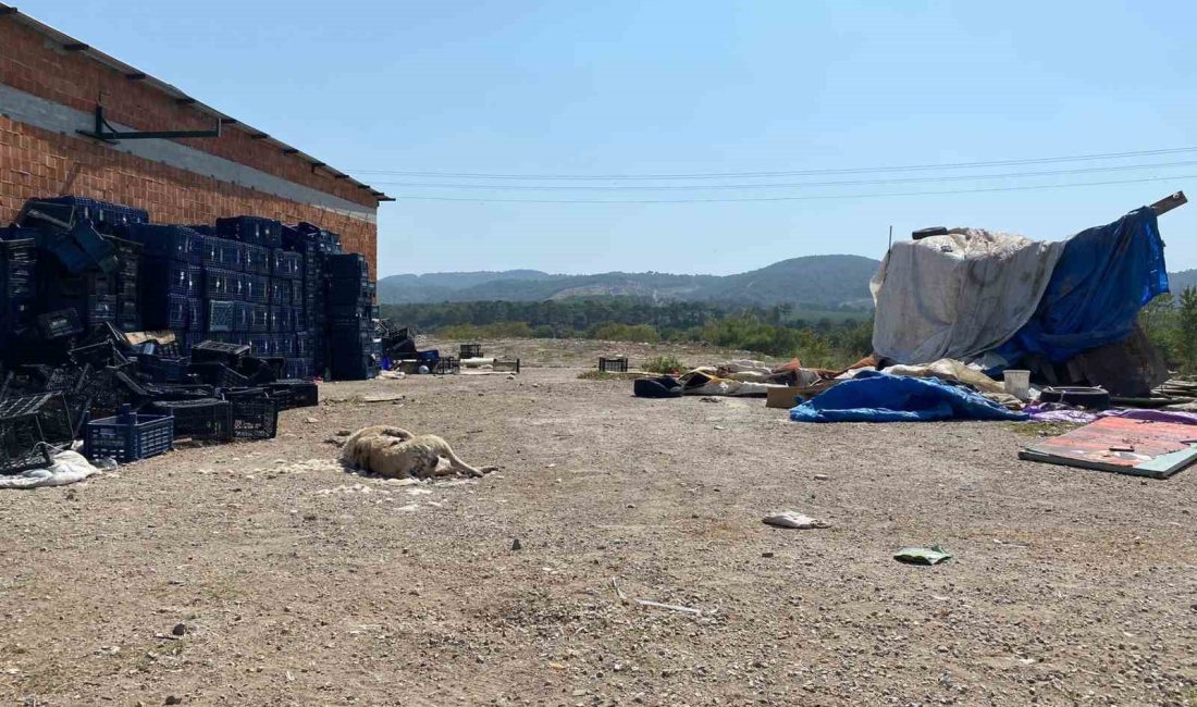 ÇANAKKALE'NİN AYVACIK İLÇESİNDE 2 SOKAK KÖPEĞİ SİLAHLA VURULARAK TELEF EDİLDİ.