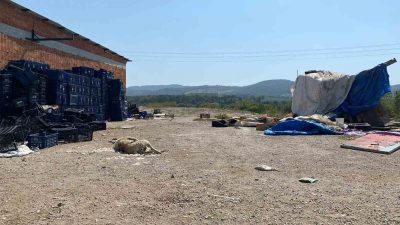 ÇANAKKALE'NİN AYVACIK İLÇESİNDE 2 SOKAK KÖPEĞİ SİLAHLA VURULARAK TELEF EDİLDİ.