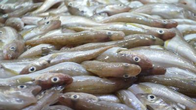 BALIK SEZONU 1 EYLÜL İTİBARİYLE BAŞLADI. PALAMUT DENİZLERDEN EN ÇOK