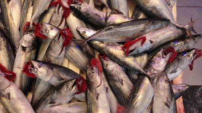 DENİZLERDE AV YASAĞININ 1 EYLÜL İTİBARİYLE SONA ERMESİNİN ARDINDAN BALIKÇILARIN