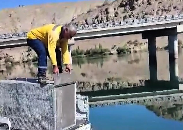 ERZİNCAN’DA BALIKLARI YEDİĞİ TESPİT EDİLEN SU SAMURU ÖNCE KAPANLA YAKALANDI