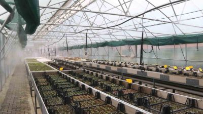 AKÇAABAT BELEDİYESİ TARAFINDAN, DÜZKÖY YOLU ÜZERİNDE PARK VE BAHÇELER MÜDÜRLÜĞÜNDE