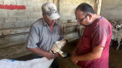 AFYONKARAHİSAR BAŞMAKÇI İLÇE TARIM VE ORMAN MÜDÜRLÜĞÜ TARAFINDAN KÜÇÜKBAŞ HAYVANLARINA