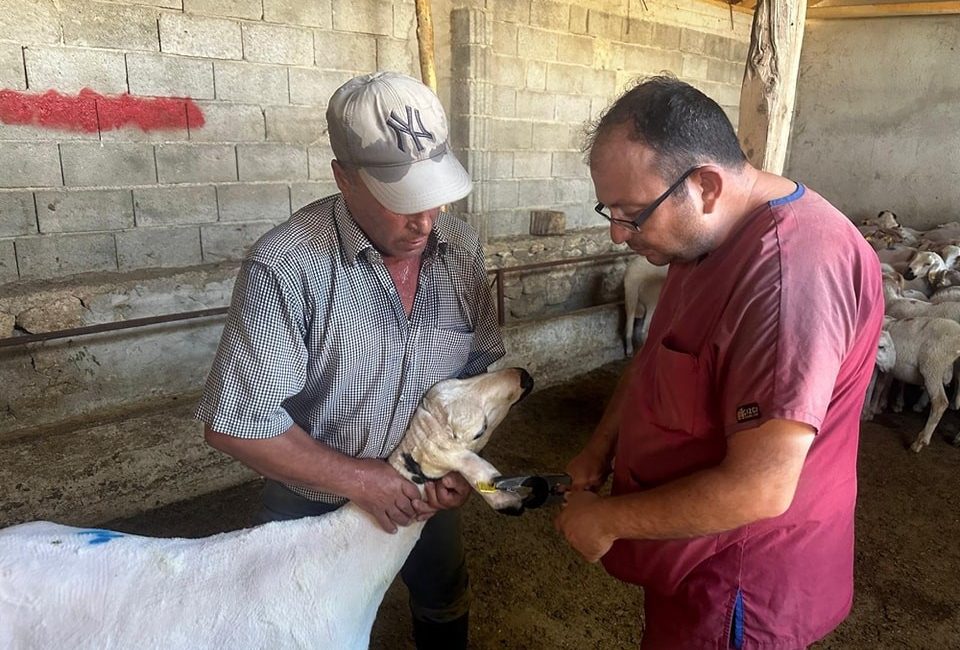 AFYONKARAHİSAR BAŞMAKÇI İLÇE TARIM VE ORMAN MÜDÜRLÜĞÜ TARAFINDAN KÜÇÜKBAŞ HAYVANLARINA