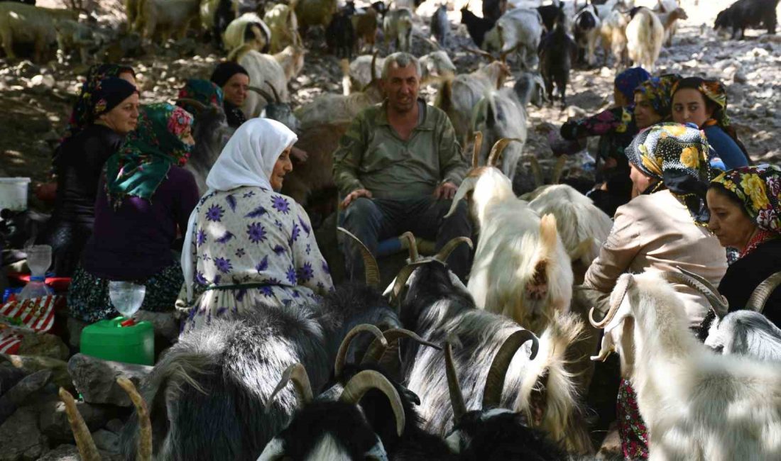 ŞIRNAK’TA HAVALARIN SOĞUMASIYLA BERABER SÜT SAĞAN BERİVANLAR SON DEMLERİNİ YAŞIYOR.