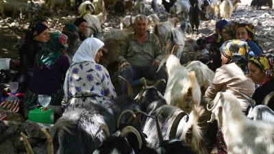 ŞIRNAK’TA HAVALARIN SOĞUMASIYLA BERABER SÜT SAĞAN BERİVANLAR SON DEMLERİNİ YAŞIYOR.