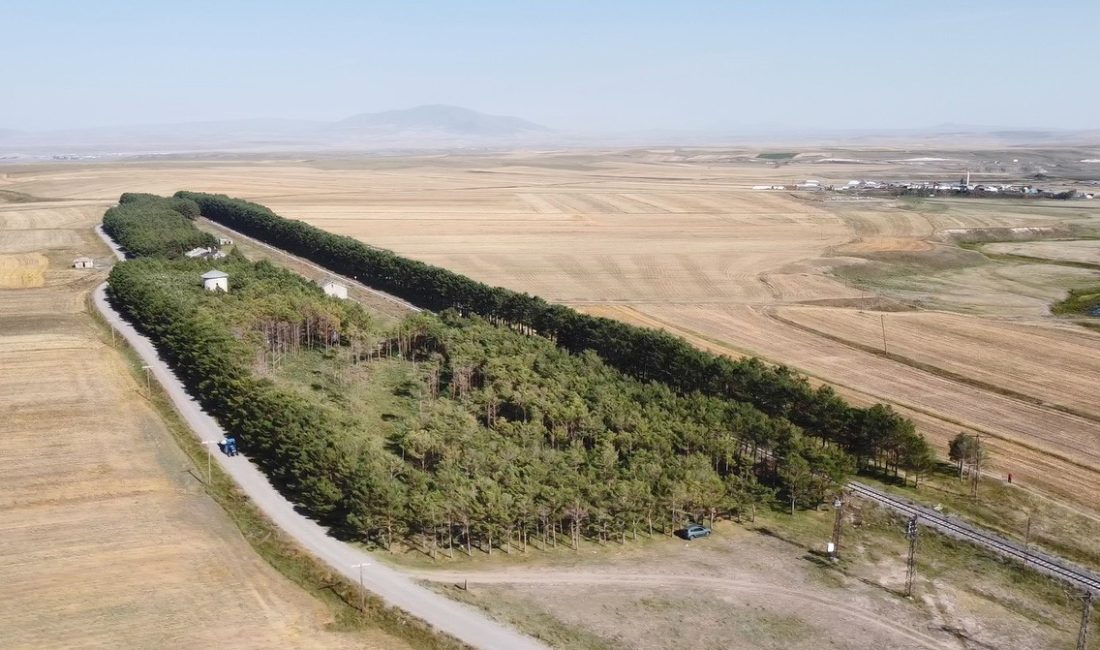 BENLİAHMET TREN İSTASYONU'NDAN EYLÜL GÜZELLİĞİ, SARARAN TARIM ARAZİLERİNİN ARASINDAN 20