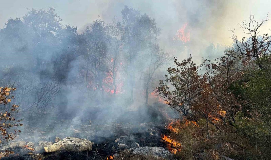 BURSA-SAKARYA SINIRINDA BULUNAN ORMANLIK ALANDA YANGIN ÇIKTI. İTFAİYE EKİPLERİNİN YANGINA