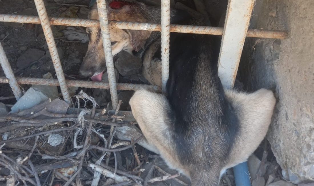 HAKKARİ’DE DEMİR KORKULUKLARA SIKIŞAN KÖPEK, İTFAİYE VE VETERİNER EKİBİNİN UZUN