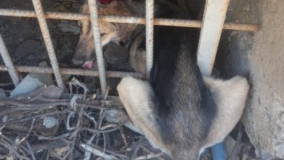 HAKKARİ’DE DEMİR KORKULUKLARA SIKIŞAN KÖPEK, İTFAİYE VE VETERİNER EKİBİNİN UZUN