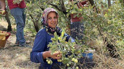HATAY’IN BELEN İLÇESİNDE TESCİLLİ SULTAN ALIÇ’I MEYVESİNİN HASADI GERÇEKLEŞTİRİLDİ.