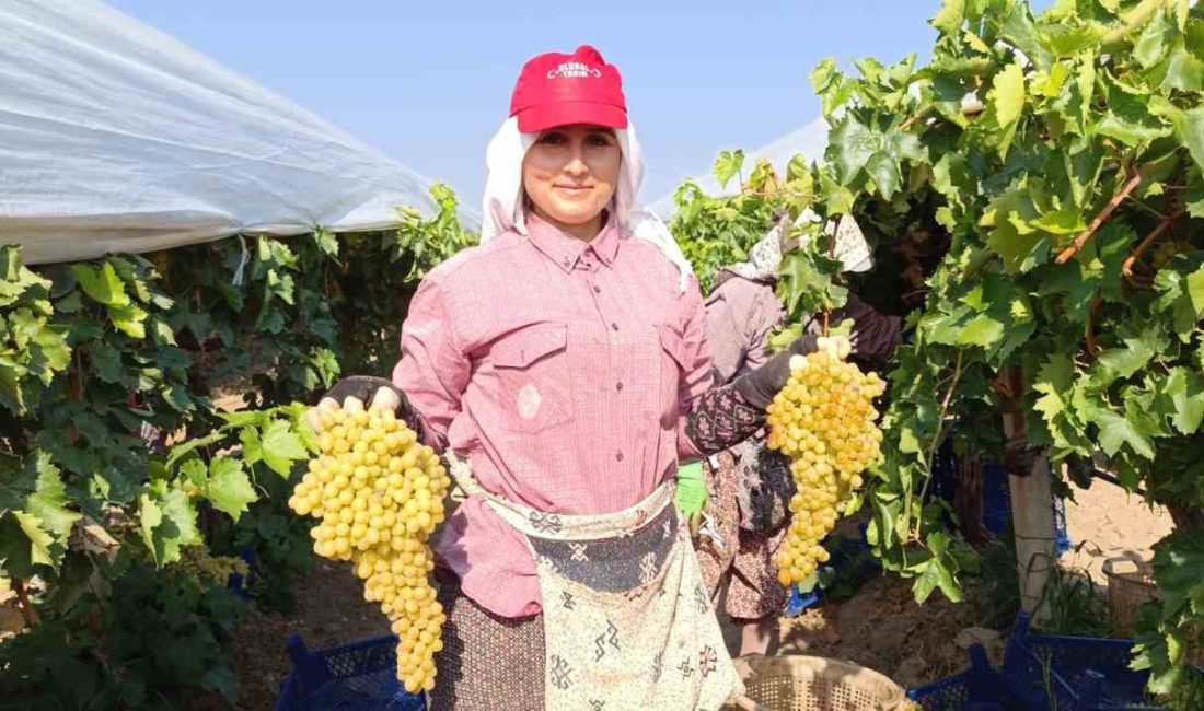 MANİSA'NIN SARIGÖL İLÇESİNDE DEVAM EDEN ÜZÜM HASADINDA KESİM YAPAN TARIM