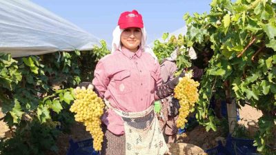 MANİSA'NIN SARIGÖL İLÇESİNDE DEVAM EDEN ÜZÜM HASADINDA KESİM YAPAN TARIM