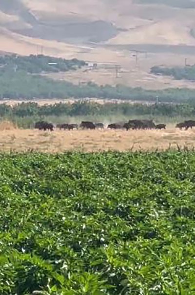 ELAZIĞ’DA DOMUZ SÜRÜSÜ GÖRÜNTÜLENDİ