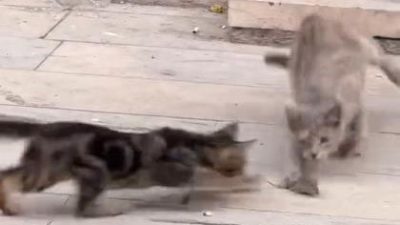 ELAZIĞ’DA BİR VATANDAŞIN CEP TELEFONUYLA KAYDETTİĞİ GÖRÜNTÜLERDE, DOĞASI GEREĞİ FAREYİ